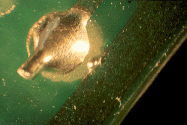 Figure 2: This solder ball must have attached itself to the resist as it separated from the pin Figure 2: This solder ball must have attached itself to the resist as it separated from the pin